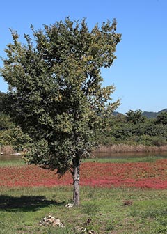 アッケシソウ自生地