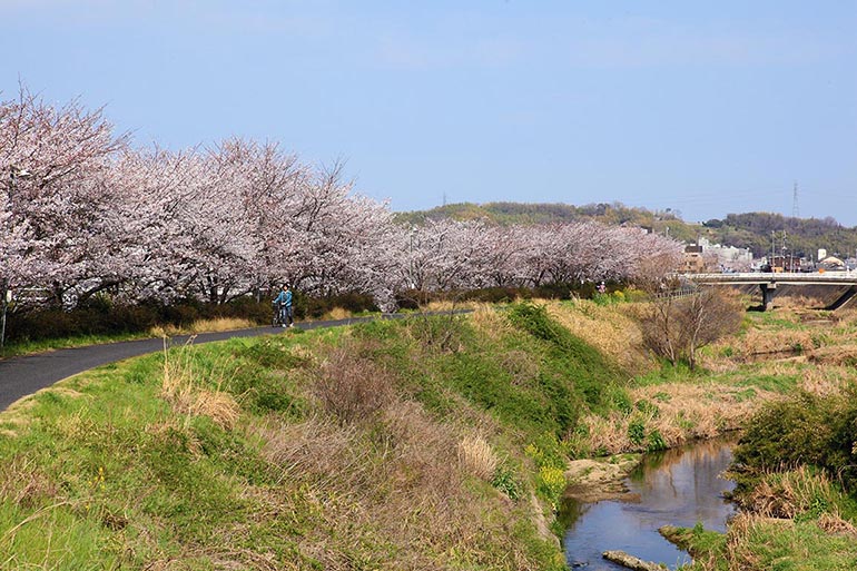 里見川沿いの桜並木（金光）（見頃：4月初旬頃）